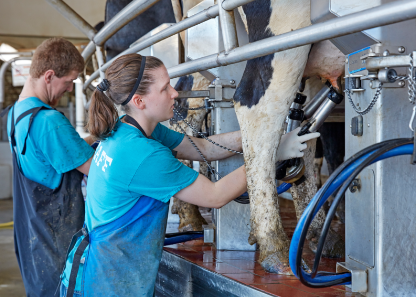 How To Get the Most, Highquality Milk With Your Rotary Parlor Dairy Herd